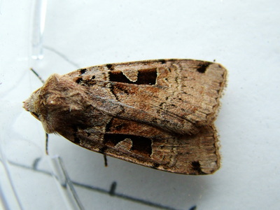 Triple-spotted Clay
